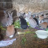 خرگوش|موش و خرگوش|مریوان, |دیوار