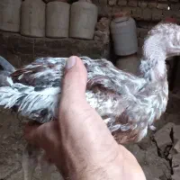 جوجه لاری