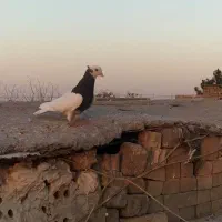 کبوترسینه کله سبز ساده کاکلی چپ خال سیاه|پرنده|مشهد, امیریه|دیوار