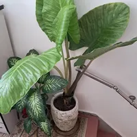 گل باباادم۱۷۰سانتی تنه قرمزبسیارشاداب گلدان سفالی|گل و گیاه طبیعی|تهران, شهرک ولیعصر جنوبی|دیوار