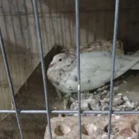 هفترنگ نروماده