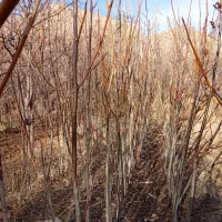 سلام بهترین گردوخارجی ونهالهای بزرگ