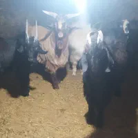 بزغاله|حیوانات مزرعه|آوج, |دیوار