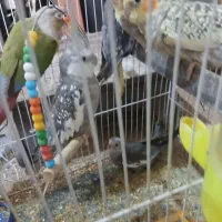 طوطی گرینچینگ و عروس هلندی|پرنده|بیرجند, |دیوار