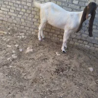 بزافعانی|حیوانات مزرعه|باوی, |دیوار