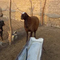 نر همو و ماده همو