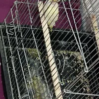 چروس هلندی جفت و تک به شرط تخم با کاغذ تضمینی|پرنده|پاکدشت, پاکدشت (مامازند)|دیوار