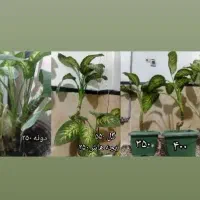 گل دیفن باخیا