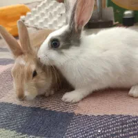 خرگوش|موش و خرگوش|ایوان, |دیوار