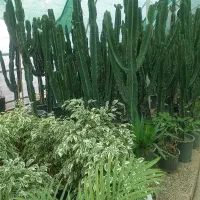 گلهای آپارتمانی گلدان خاک