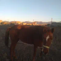 اسب ماده|اسب و تجهیزات اسب‌سواری|اردبیل, |دیوار