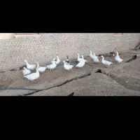 9عددغاز بالغ ودرشت