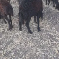 گوسفند نر بفروش مبرسد