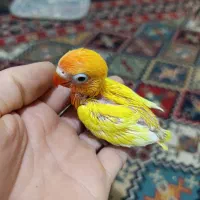 جوجه طوطی برزیلی سرلاکی دستی