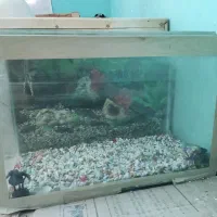 اکواریوم با پمپ هوا نو و سالم