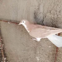 سلام نروماده سار شکلاتی