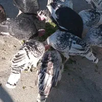 بوقلمون سرحال برا نگهداری|حیوانات مزرعه|باغ ملک, |دیوار