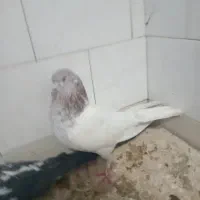 نبود جا|پرنده|مهدی شهر, |دیوار