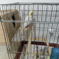 عروس هلندی ماده با قفس