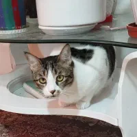 واگذاری گربه رایگان