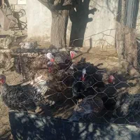 13 عدد بوقلمون|حیوانات مزرعه|بیلوار, |دیوار