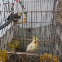 عروس هلندی نر و ماده