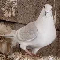 غوره زرد شامی پیازی کرم