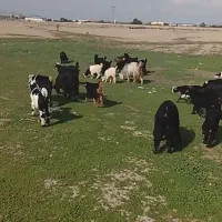 بروبیگ ترکی|حیوانات مزرعه|دزفول, |دیوار