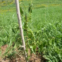 باغه علف
