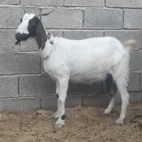 بز چند قلوزا