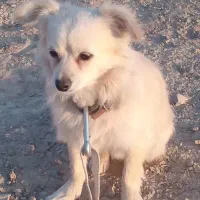 پامر روباهی نژاد (اصل)