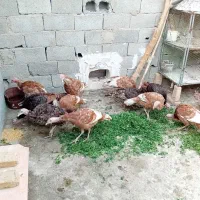 ۱۲عددبوقلمون برنزوبوربون.ملارد|حیوانات مزرعه|کرج, استاندارد|دیوار