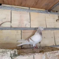 کاغذی دم‌سفید ماده