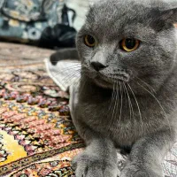 گربه بریتیش