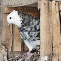 طوقی درجه یک