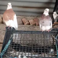 تعدادی طوقی دبال وکربلای و آلمانی پلاکی|پرنده|مینودشت, |دیوار