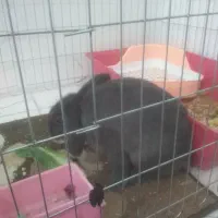 خرگوش لوپ با وسایل