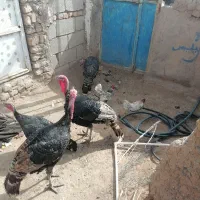 2بوغلمون نر و2تاماده و2تا خروس مینیا توری