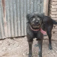 قدرجانی|سگ|قزوین, |دیوار