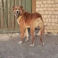 سگ گله