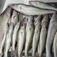 ماهی تازه تازه|ماهی|سراب, |دیوار