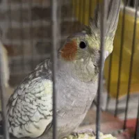 عروس هلندی ماده اماده جفت شدن