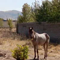 اسب ترکمن شجره دار دم گیر پرخون|اسب و تجهیزات اسب‌سواری|همایجان, |دیوار