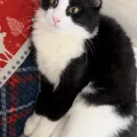 پیشی مو‌بلند