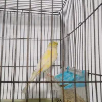 قناری ماده هیکلی تک رنگ