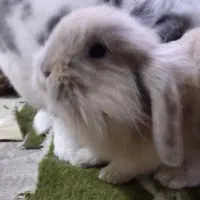 خرگوش لوپ نر و وماده|موش و خرگوش|بندر انزلی, بشمن|دیوار