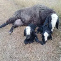 مجموعه بزرگ گوسفند شال و بره