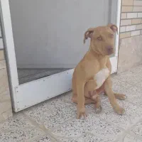 سگ آمریکن پیت بول|سگ|آباده, |دیوار