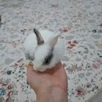 دو عدد خرگوش