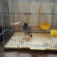 مرغ مینا و دوعدد عروس مرغ مینا سخن گو|پرنده|قم, شهرک مهدیه (مدرس)|دیوار